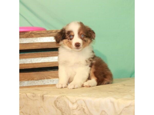 Australian Shepherd-DOG-Male-Chocolate Merle-22177-Petland Scottsdale, Arizona