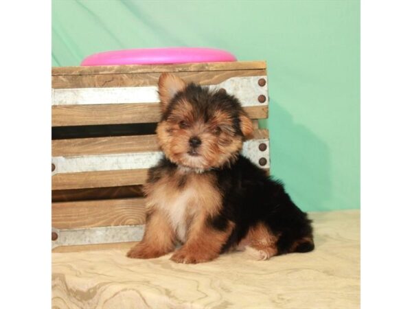 Yorkshire Terrier-DOG-Female-Black / Tan-22184-Petland Scottsdale, Arizona