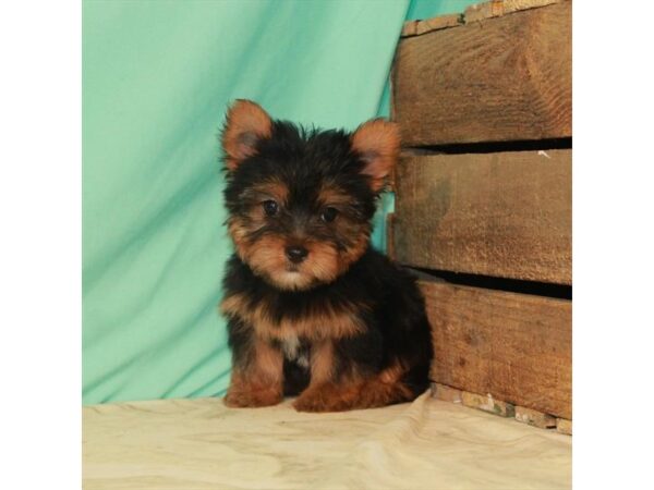 Yorkshire Terrier-DOG-Female-Black / Tan-22185-Petland Scottsdale, Arizona