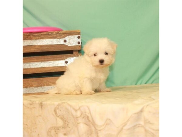 Maltese-DOG-Female-White-22179-Petland Scottsdale, Arizona