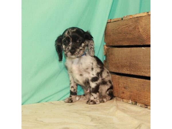 Cavalier King Charles Spaniel/Cocker Spaniel-DOG-Male-Blue Roan-22190-Petland Scottsdale, Arizona