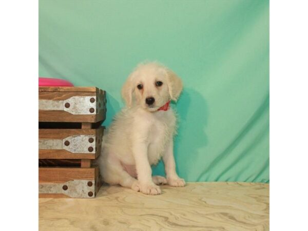 Labrador Retriever/Poodle-DOG-Female-Yellow-22192-Petland Scottsdale, Arizona