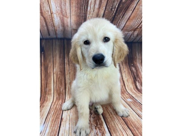 Golden Retriever-DOG-Male-Light Golden-22178-Petland Scottsdale, Arizona