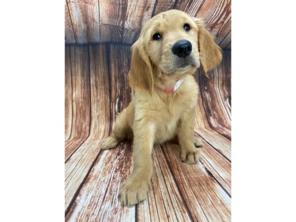 Golden Retriever-DOG-Female-Golden-22199-Petland Scottsdale, Arizona