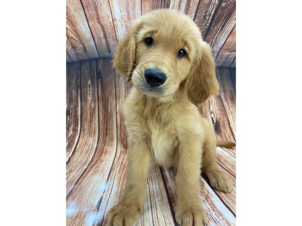 Golden Retriever-DOG-Male-Golden-22198-Petland Scottsdale, Arizona