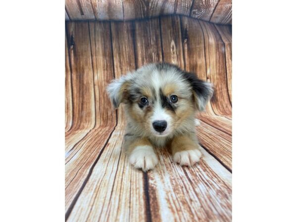 Miniature Australian Shepherd-DOG-Male-Blue Merle-22194-Petland Scottsdale, Arizona