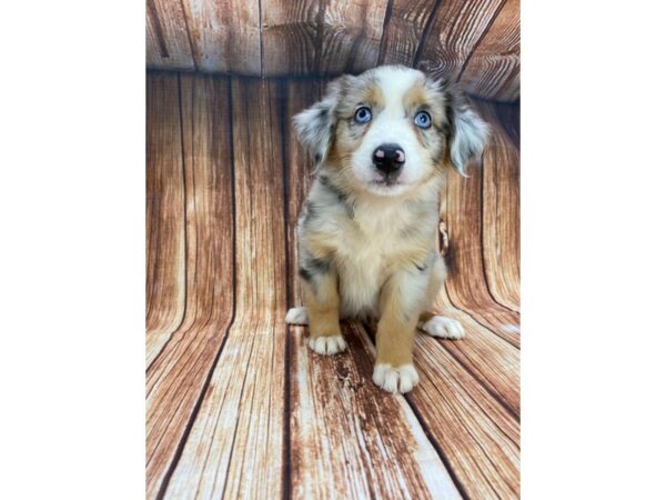 Miniature Australian Shepherd-DOG-Female-Blue Merle-22195-Petland Scottsdale, Arizona