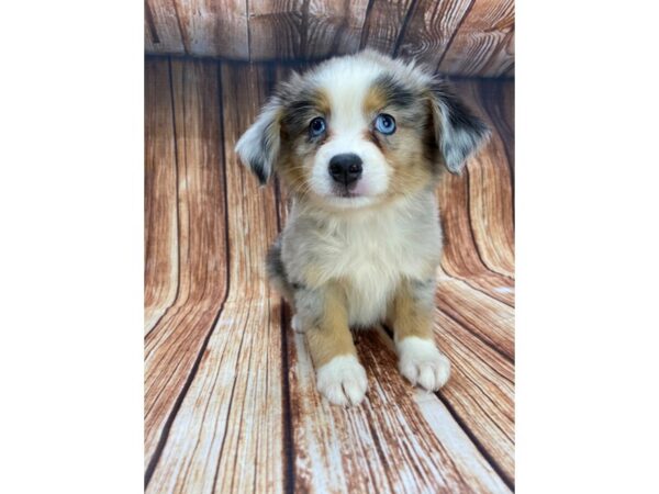 Miniature Australian Shepherd-DOG-Female-Blue Merle-22196-Petland Scottsdale, Arizona