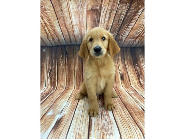 Golden Retriever-DOG-Male-golden-22197-Petland Scottsdale, Arizona
