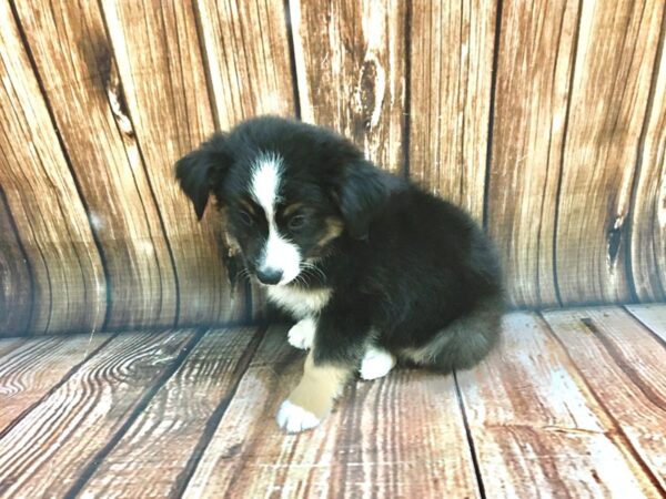 Miniature Australian Shepherd-DOG-Male-Tri Color-22193-Petland Scottsdale, Arizona