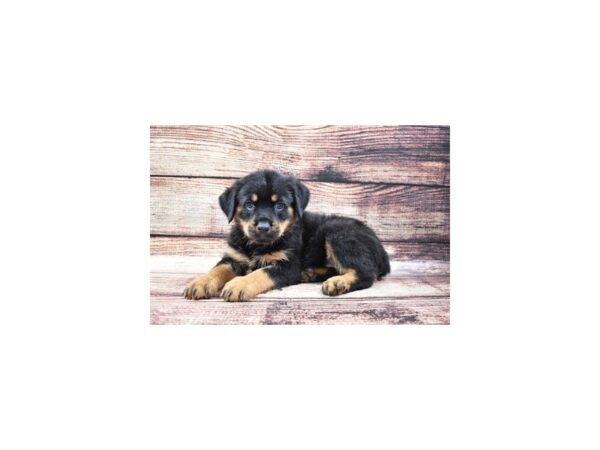 Rottweiler-DOG-Female-Black and Rust-22204-Petland Scottsdale, Arizona