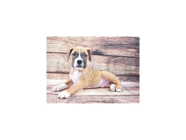 Boxer-DOG-Male-Fawn-22201-Petland Scottsdale, Arizona