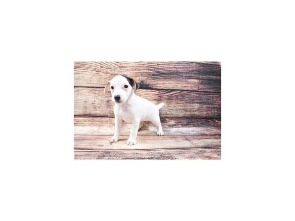 Jack Russell Terrier-DOG-Female-White Black and Brown-22207-Petland Scottsdale, Arizona