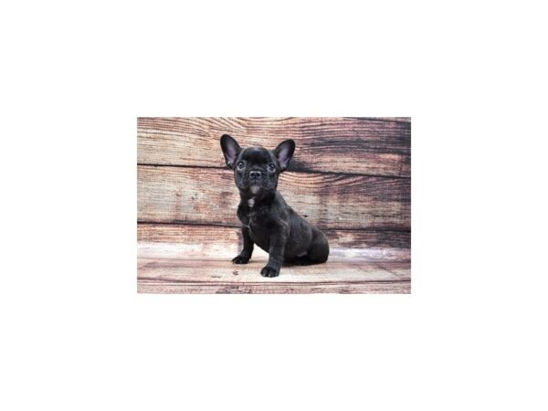 French Bulldog-DOG-Female-Brindle-22202-Petland Scottsdale, Arizona