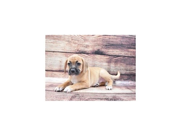 Beagle/Pug-DOG-Male-Fawn-22209-Petland Scottsdale, Arizona