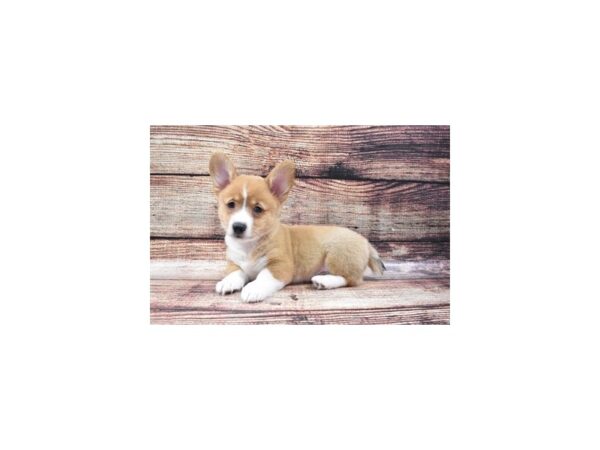 Pembroke Welsh Corgi-DOG-Male-Sable-22208-Petland Scottsdale, Arizona
