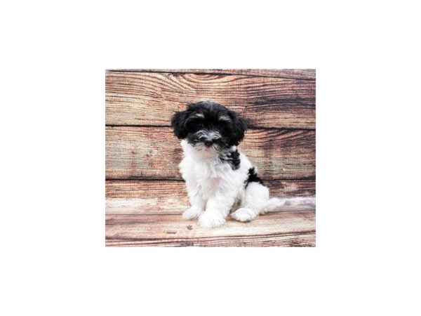 Havanese-DOG-Female-Black and White-22203-Petland Scottsdale, Arizona