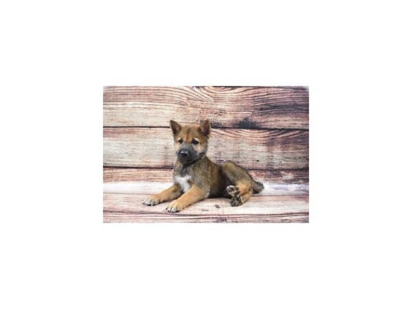 Shiba Inu-DOG-Male-Red Sesame-22206-Petland Scottsdale, Arizona