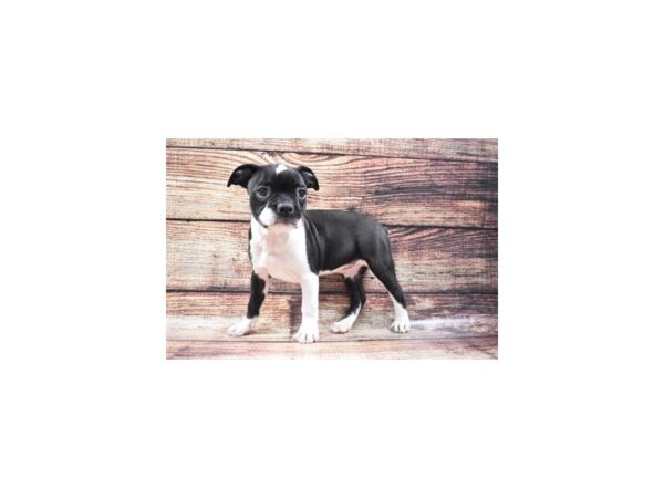 Boston Terrier-DOG-Male-Black and White-22200-Petland Scottsdale, Arizona