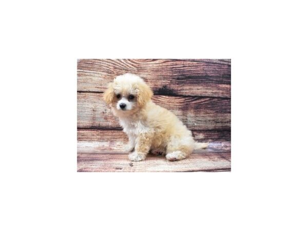 Pekingese/Poodle-DOG-Female-Cream-22211-Petland Scottsdale, Arizona