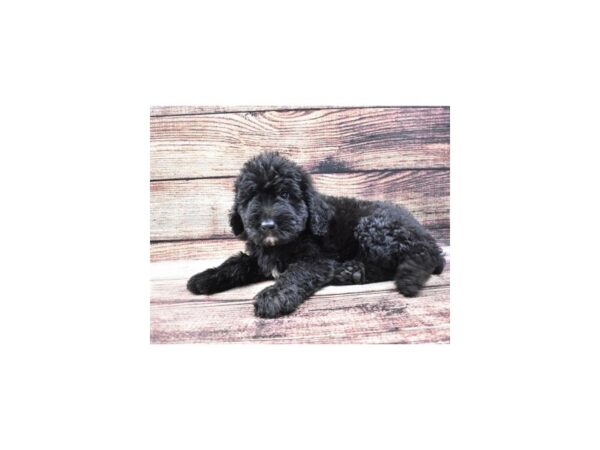 Newfoundland/Poodle-DOG-Male-Black-22210-Petland Scottsdale, Arizona