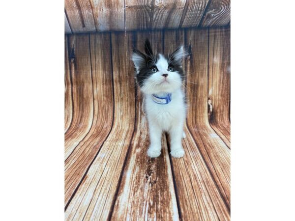 Domestic Cat-CAT-Male-White / Black-22189-Petland Scottsdale, Arizona