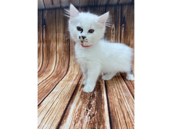 Domestic Cat-CAT-Female-White / Gray-22188-Petland Scottsdale, Arizona