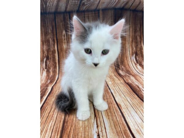 Domestic Cat-CAT-Female-White / Gray-22187-Petland Scottsdale, Arizona