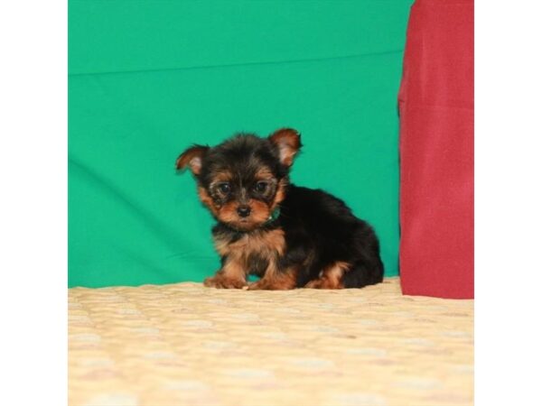 Yorkshire Terrier-DOG-Female-Black / Tan-22215-Petland Scottsdale, Arizona