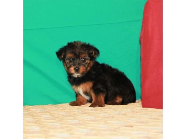 Yorkshire Terrier-DOG-Female-Black / Tan-22216-Petland Scottsdale, Arizona