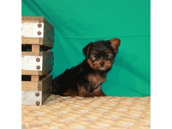 Yorkshire Terrier-DOG-Female-Black / Tan-22217-Petland Scottsdale, Arizona