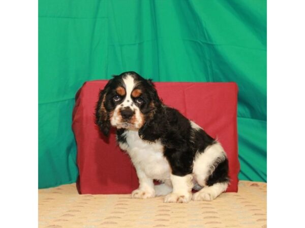 Cocker Spaniel-DOG-Male-Black / Tan-22218-Petland Scottsdale, Arizona