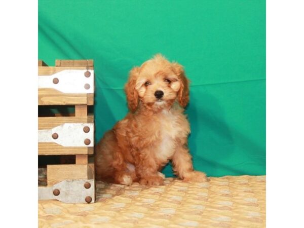 Cavalier King Charles Spaniel/Poodle-DOG-Female-Red-22219-Petland Scottsdale, Arizona