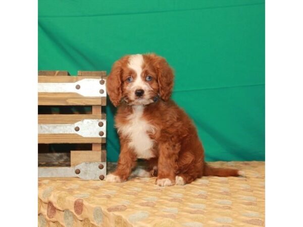 Cavalier King Charles Spaniel/Poodle-DOG-Male-Ruby-22220-Petland Scottsdale, Arizona