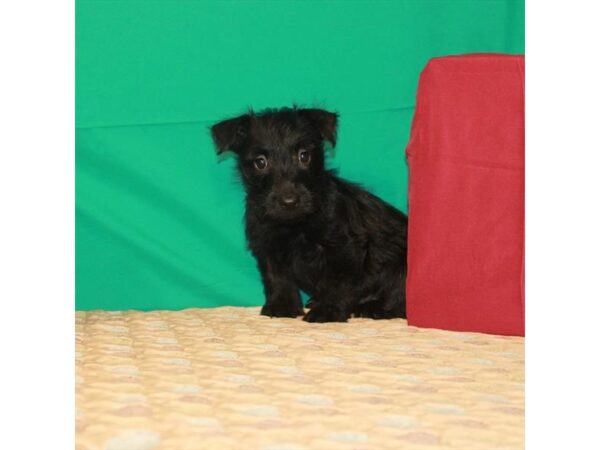 Scottish Terrier-DOG-Female-Black-22212-Petland Scottsdale, Arizona