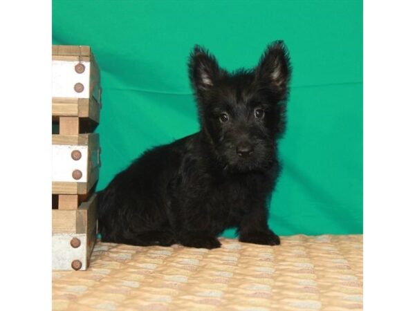 Scottish Terrier-DOG-Female-Black-22213-Petland Scottsdale, Arizona