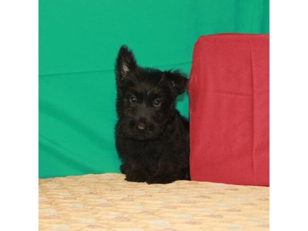 Scottish Terrier-DOG-Male-Black-22214-Petland Scottsdale, Arizona