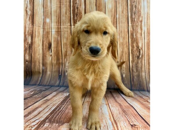 Golden Retriever-DOG-Female-Golden-22221-Petland Scottsdale, Arizona