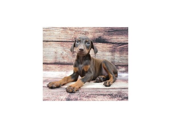 Doberman Pinscher-DOG-Female-Red and Rust-22223-Petland Scottsdale, Arizona