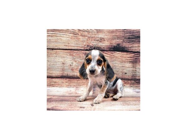 Beagle-DOG-Female-Black Tan and Blue Ticked-22230-Petland Scottsdale, Arizona
