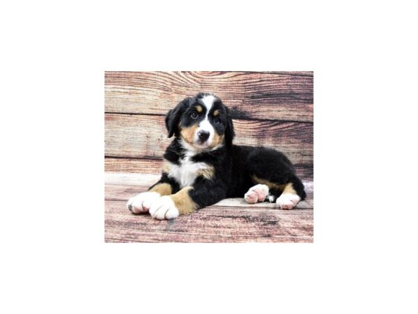 Bernese Mountain Dog-DOG-Female-Black Rust and White-22231-Petland Scottsdale, Arizona