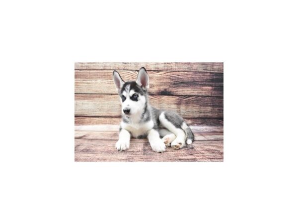 Siberian Husky-DOG-Male-Black and White-22227-Petland Scottsdale, Arizona