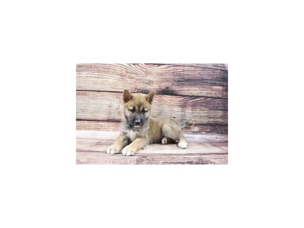 Shiba Inu-DOG-Male-Red Sesame-22226-Petland Scottsdale, Arizona