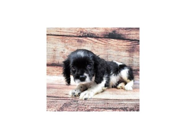 Cavalier King Charles Spaniel/Cocker Spaniel-DOG-Female-Black and White-22235-Petland Scottsdale, Arizona