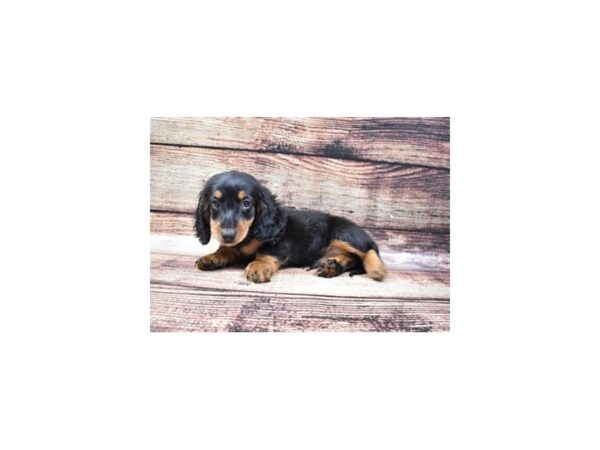 Dachshund-DOG-Male-Black and Tan-22222-Petland Scottsdale, Arizona