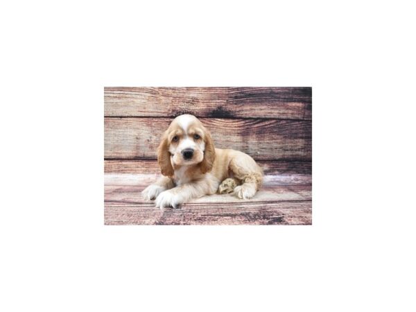 Cocker Spaniel-DOG-Male-Buff and White-22234-Petland Scottsdale, Arizona