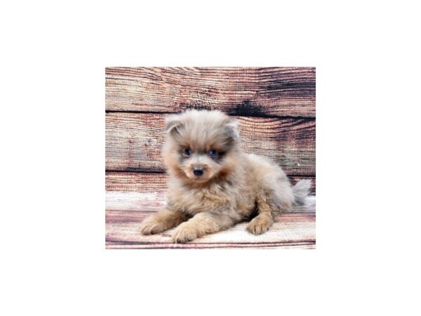 Pomeranian-DOG-Male-Blue Merle-22224-Petland Scottsdale, Arizona