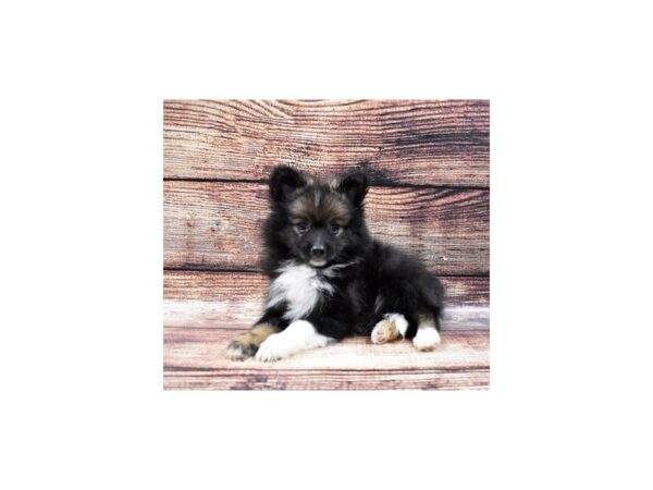 Pomeranian-DOG-Male-Black and Tan-22225-Petland Scottsdale, Arizona