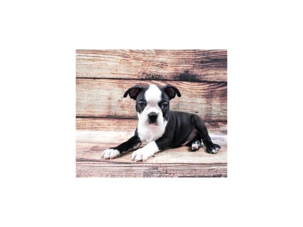 Boston Terrier-DOG-Male-Black and White-22233-Petland Scottsdale, Arizona