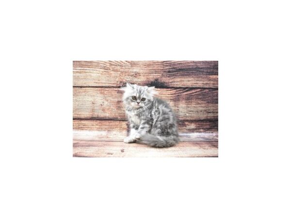 Persian-CAT-Male-Blue-22228-Petland Scottsdale, Arizona